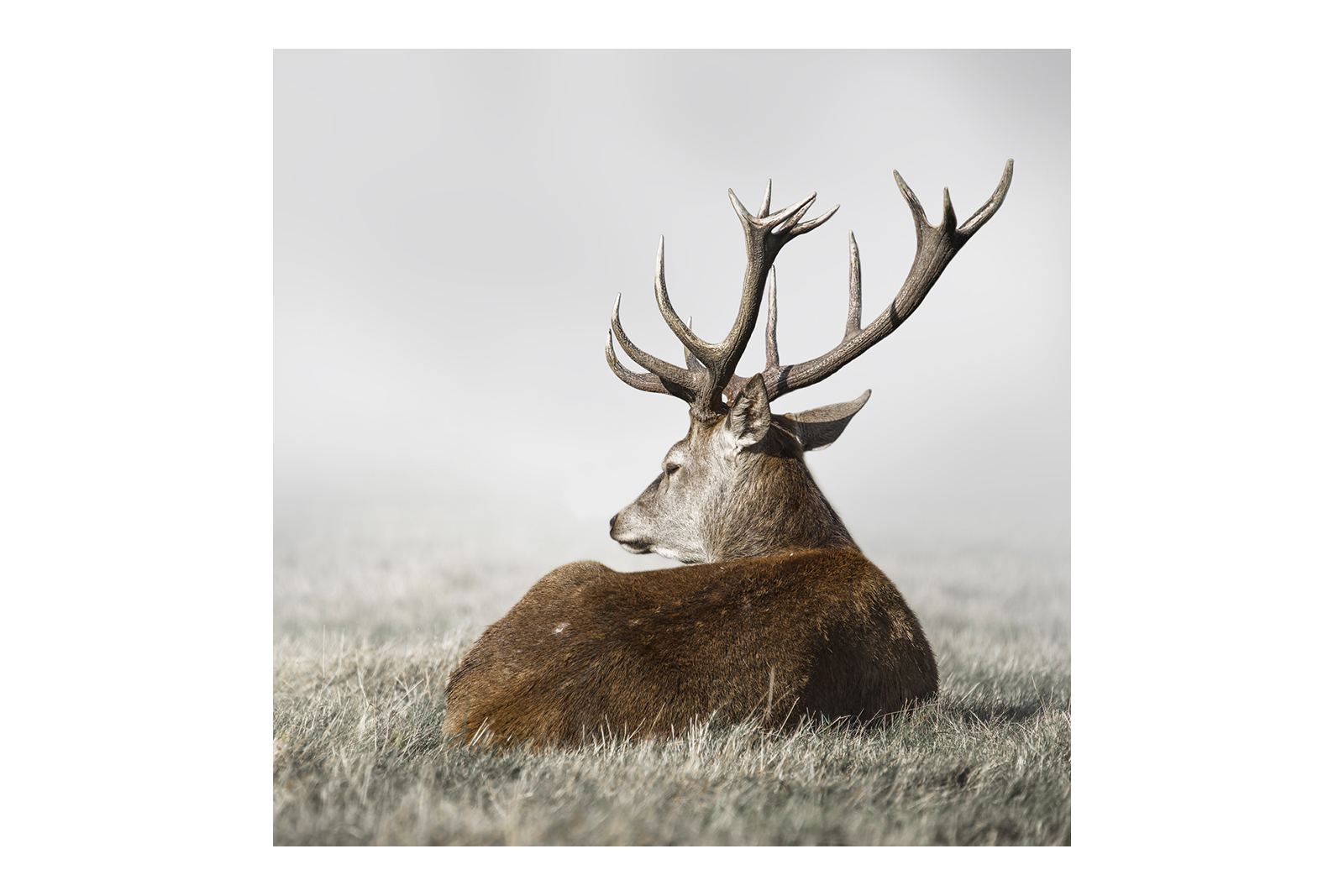 Wilderness bilde I
