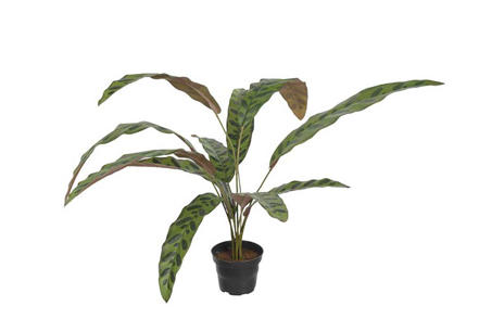Calathea potteplante - Grønn H:45 cm