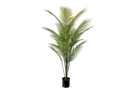 Bergspalme potteplante