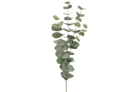 Eucalyptus kvist - Grønn. H48 cm