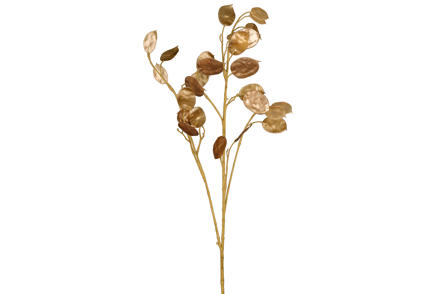 Lunaria kvist - Lys brun. H90 cm