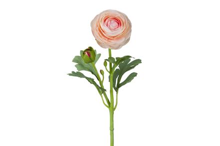 Ranunkel stilkblomst