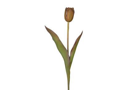 Tulipan stilkblomst