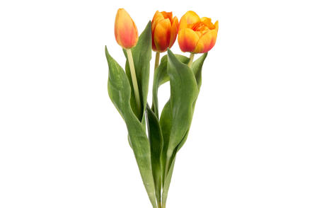 Tulipan stilkblomst mix - Orange assorterte varianter. H36 cm. Pris pr stk