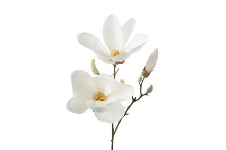 Magnolia stilkblomst