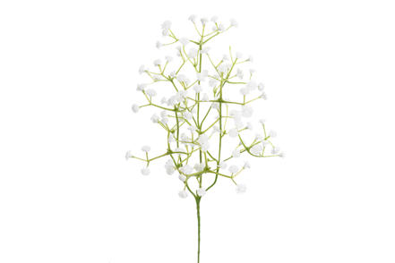 Brudeslør stilkblomst - Hvit. H50 cm