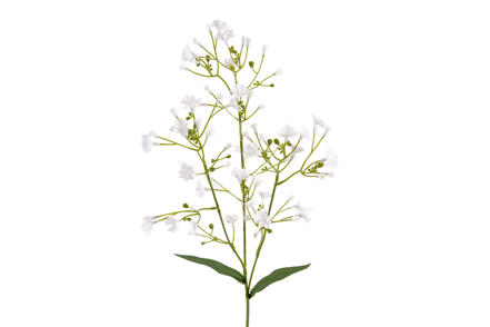 Brudeslør stilkblomst - Hvit. H55 cm