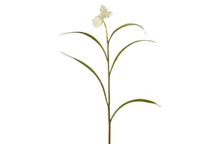 Rutelilje stilkblomst