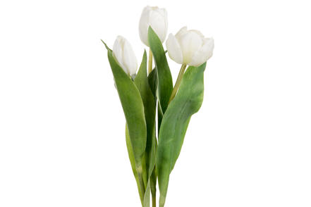 Tulipan stilkblomst mix - Hvit, assorterte varianter. H36 cm. Pris pr stk