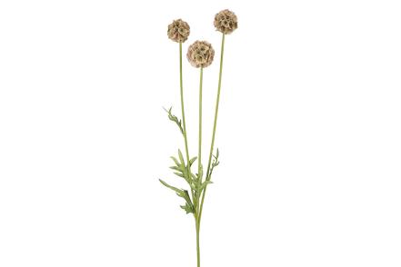 Scabiosa stilkblomst - Grønn og lys brun H60 cm