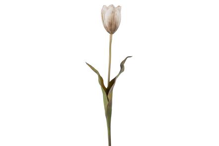 Tulipan stilkblomst - Krem H58 cm