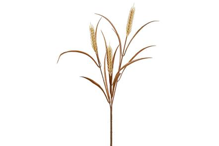 Hvete stilkblomst - Lys brun H65 cm