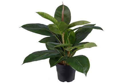 Fikus Robusta potteplante - Grønn. H35 cm