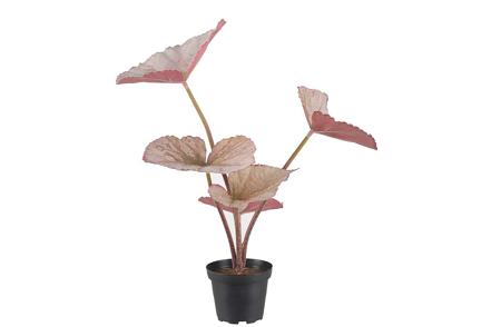 Rexbegonia potteplante - Rosa. H35 cm
