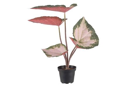 Rexbegonia potteplante - Grønn og rosa. H35 cm