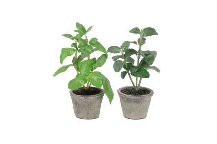 Kryddermix potteplante - Grønn 2 ass. H20 cm