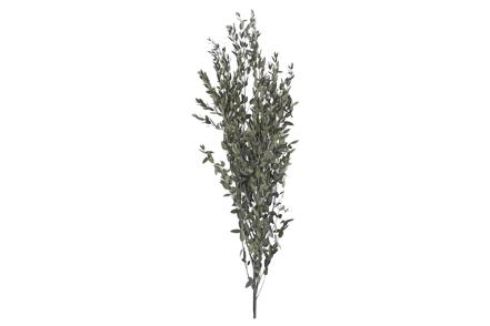 Eucalyptus tørkede blomster - Grønn H50-80 cm