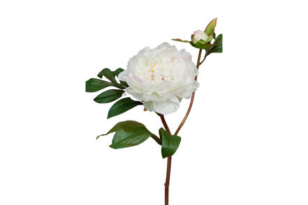 Peon Hvit 50cm - Hvit 50cm