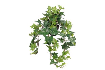 Eføy i potte - H:60cm