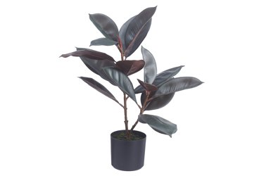 Fiken potteplante - Planter og blomster  Dekorative plantevalg for hjemmet  hos Skeidar