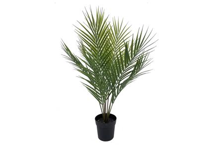 Palme potteplante