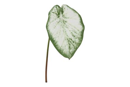 Alocasia stilkplante