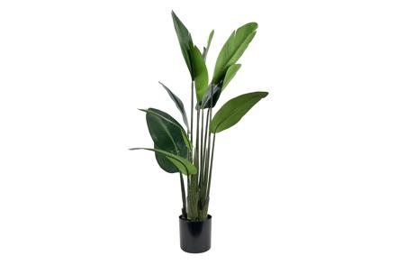 Banantre potteplante - Grønn H120 cm