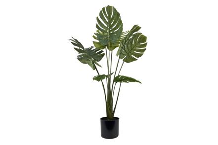 Monstera potteplante
