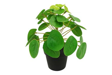 Pilea potteplante