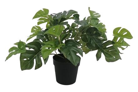 Monstera potteplante