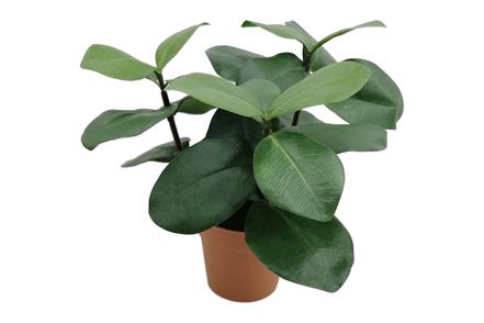 Ficus potteplante