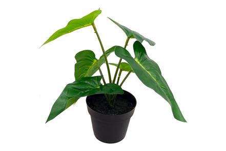 Alocasia potteplante
