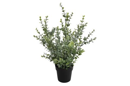 Eucalyptus potteplante