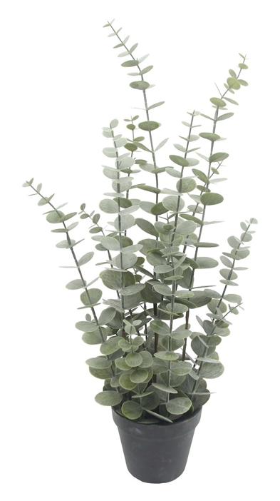 Eucalyptus potteplante - Grønn H59 cm