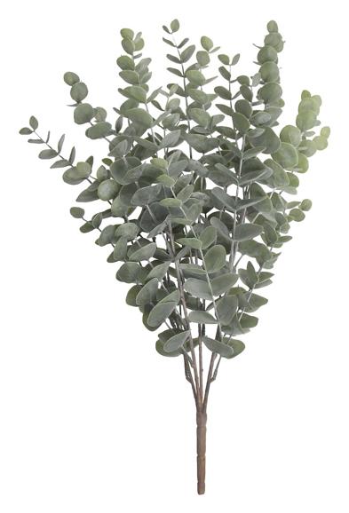 Eucalyptus kvist