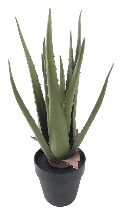 Aloe Vera potteplante