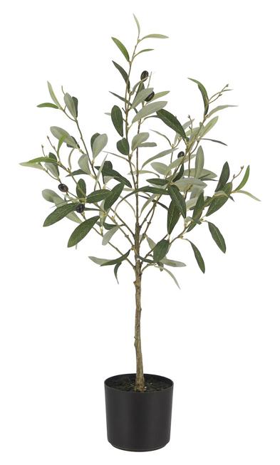 Oliven potteplante