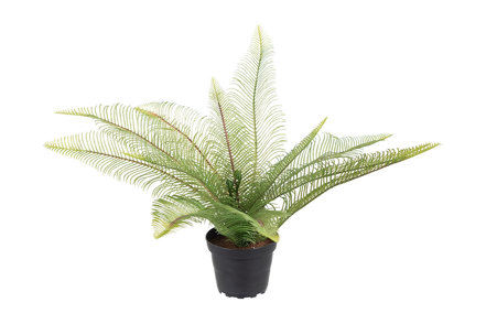 Ormbunke potteplante - H30 cm