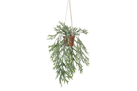 Hjortebregne potteplante - Grønn. H35 cm